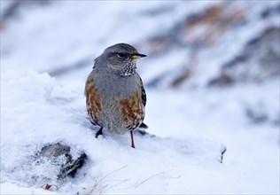 Alpine Accentor(Prunella collaris)