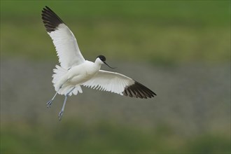 Pied avocet (Recurvirostra avosetta) in flight