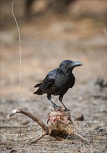 Carrion Crow (Corvus corone) on the skull of a Chital or Cheetal (Axis axis)