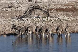 Burchell's Zebras (Equus burchellii) drinking at the Okaukuejo waterhole