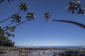 Palm trees on the beach of Lavena
