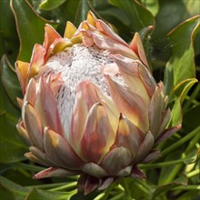 King Protea (Protea cynaroides)