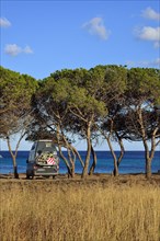 Camper between pine trees on the beach