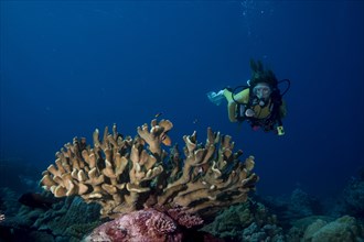Diver looking at a Pore Coral (Montipora malampaya)