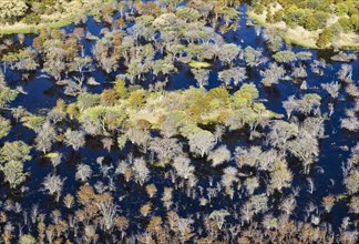 Dying Mopane trees (Colophospermum mopane) in a freshwater marsh