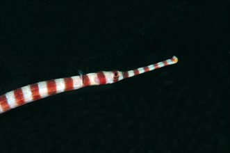 Banded pipefish or ringed pipefish (Dunckerocampus dactyliophorus) Boholsee