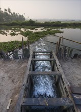 Opened wooden gate to regulate the water level of the Pokkali rice fields during ebb and flood