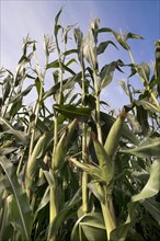 Maize or Corn (Zea mays subsp. Mays)