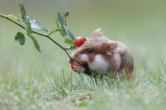 Hamster (Cricetus cricetus) taking a rosehip for its hoard