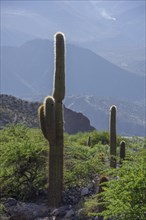 Cardon cacti (Echinopsis atacamensis)
