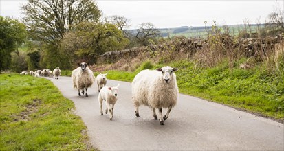 Sheep flock