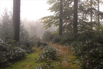 Fog and cobwebs in autumnal mixed forest