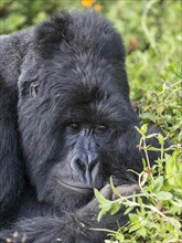 Mountain Gorilla (Gorilla beringei beringei) of the Nyakagezi group
