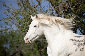 Appaloosa mix