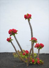Crown of Thorns (Euphorbia milii)