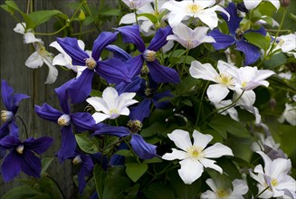 White and purple Clematis