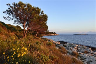 Coast in the evening light