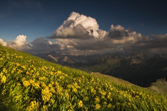Clouds above the Allgau Alps with flower meadow