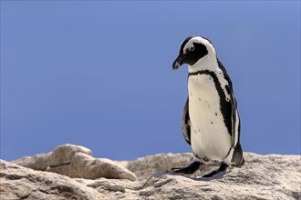 African Penguin (Spheniscus demersus)