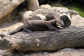 Spotted-necked Otter (Lutra maculicollis)