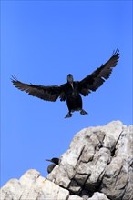 Cape Cormorant or Cape Shag (Phalacrocorax capensis)
