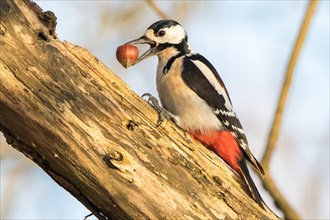 Great Spotted Woodpecker (Dendrocopos major) with hazelnut