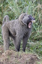 Olive Baboon (Papio anubis)