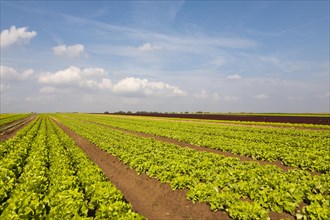 Lettuce fields