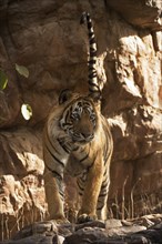 Indian Tiger or Bengal Tiger (Panthera tigris tigris) scent marking rock to establish his territory