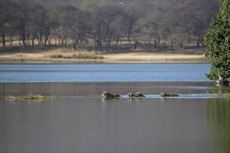 Wild Indian Tigers or Bengal Tigers