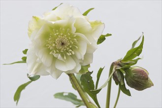 Lenten rose (Helleborus orientalis hybrids 'Nina')