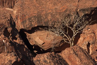 Balsam tree (Commiphora glaucescens) between rocks