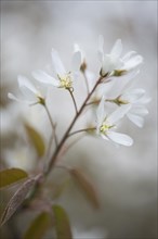 Canadian serviceberry (Amelanchier canadensis)