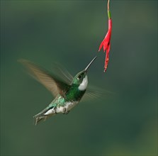 White-throated hummingbird (Leucochloris albicollis) drinking at a flower