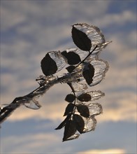 Ice formation on the leaves of a wild rose