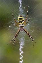 Orb-weaving Spider (Argiope bruennichi)