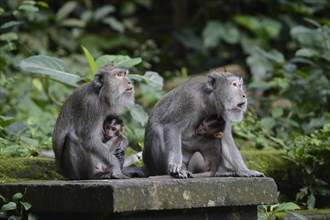 Crab-eating macaques (Macaca fascicularis) with young in the Ubud Monkey Forest