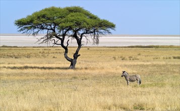 Burchell's zebra in front of the Etosha Pan