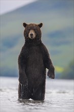 Brown bear (Ursus arctos)