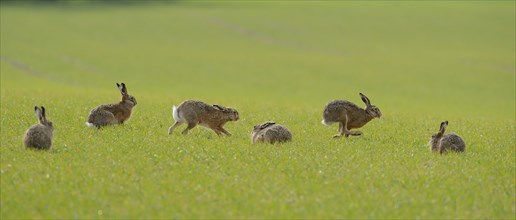 Six Hares (Lepus europaeus) on a green field in the mating season