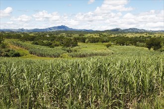 Sugar cane fields