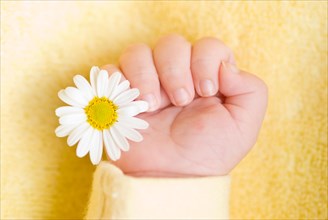 Baby hand holding a white daisy