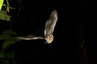 Jamaican Fruit Bat (Artibeus jamaicensis) flying at night