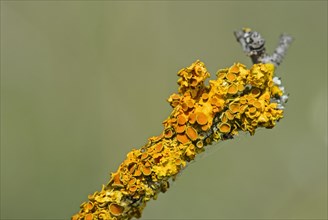 Common Orange Lichen (Xanthoria parietina) with bowl-shaped spore-bearing structures