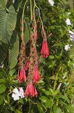 Bolivian Fuchsia (Fuchsia boliviana)