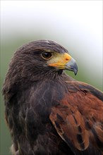 Harris's Hawk (Parabuteo unicinctus)