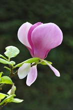 Blossom of the tulip magnolia (Magnolia x soulangeana)