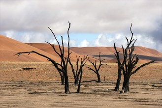Dead camel thorn trees (Vachellia erioloba)