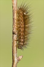 Caterpillar of the Muslin Moth (Diaphora mendica)