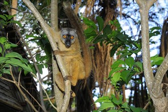 Common brown lemur (Eulemur fulvus mayottensis)
